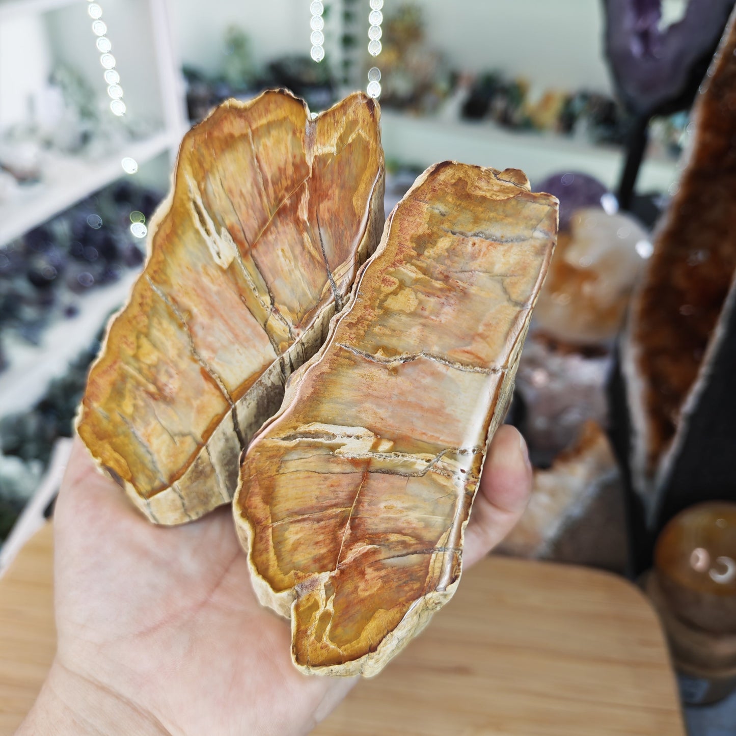 Brown and Red Petrified Wood Pair