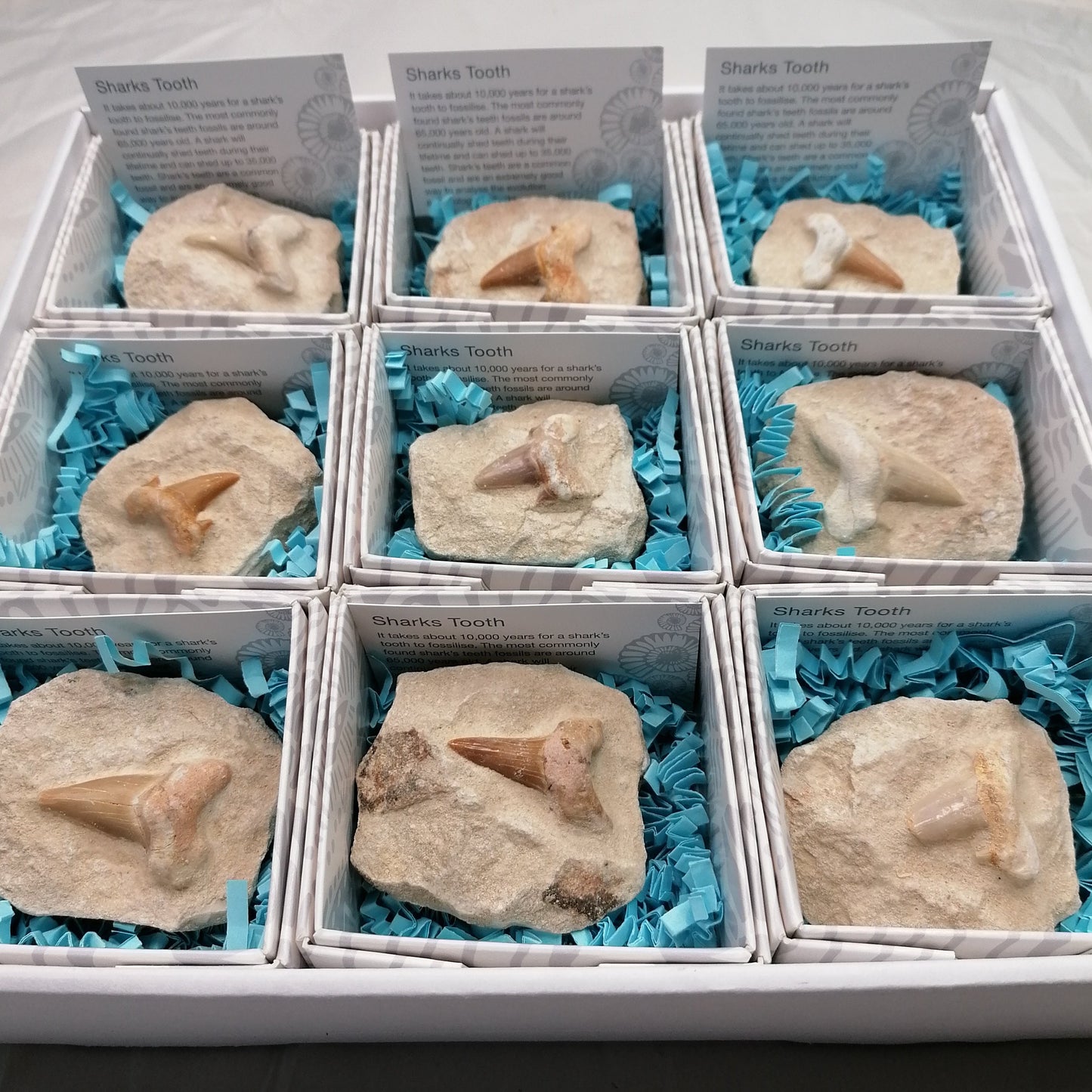 box of shark teeth fossils set in matrix