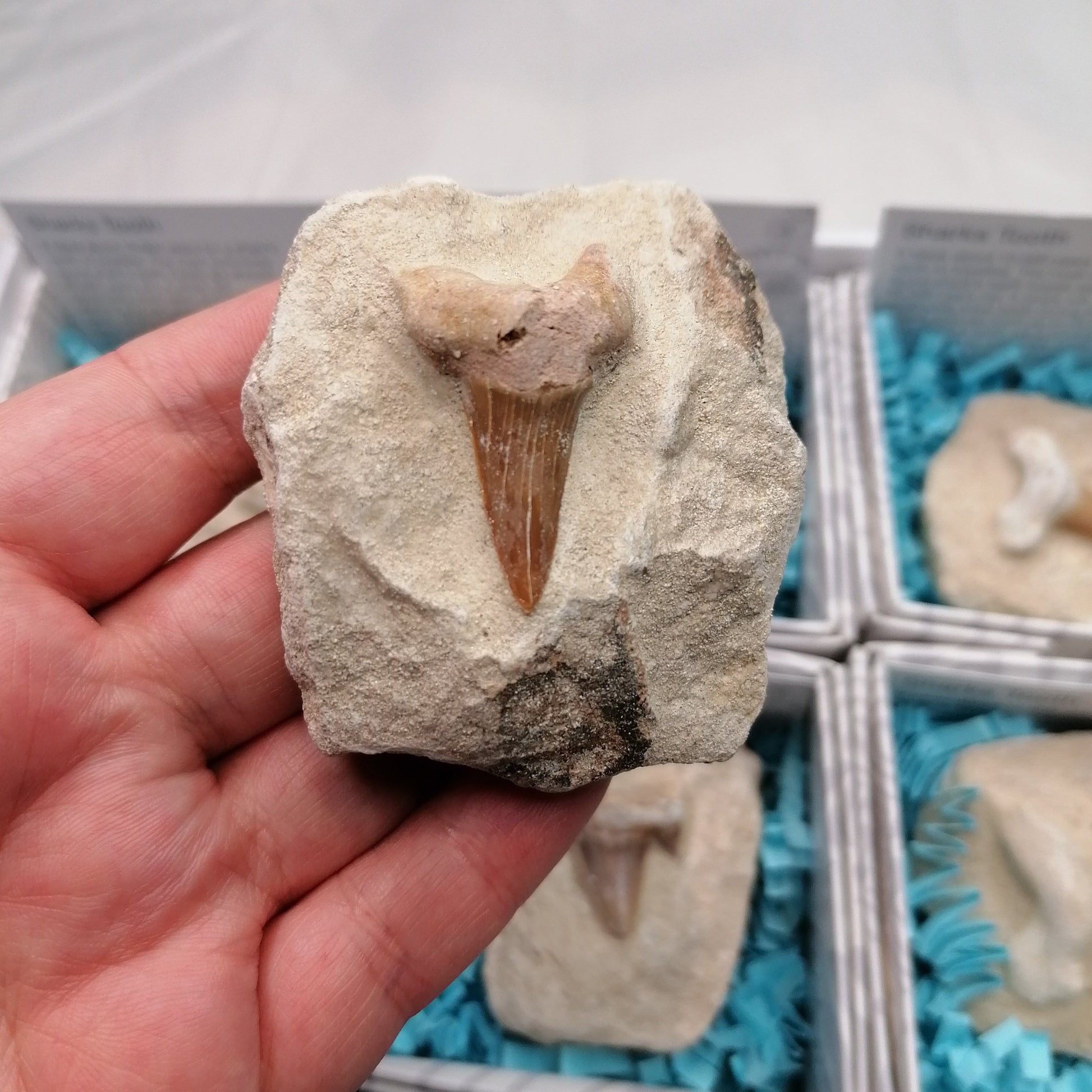 close up of a sharks tooth fossilised in matrix