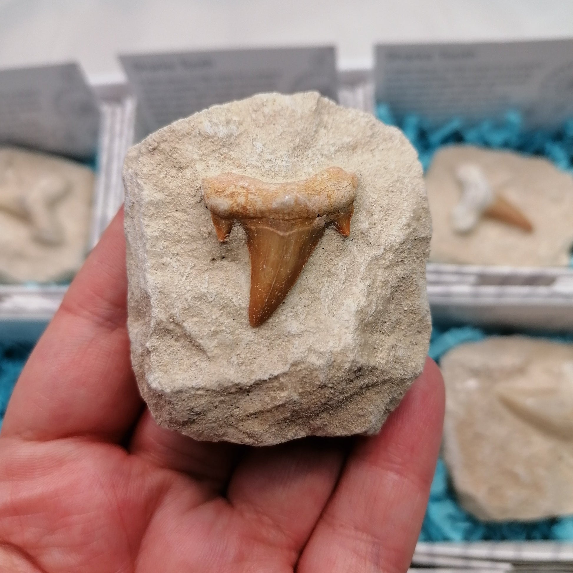 brown fossilised shark tooth set in matrix