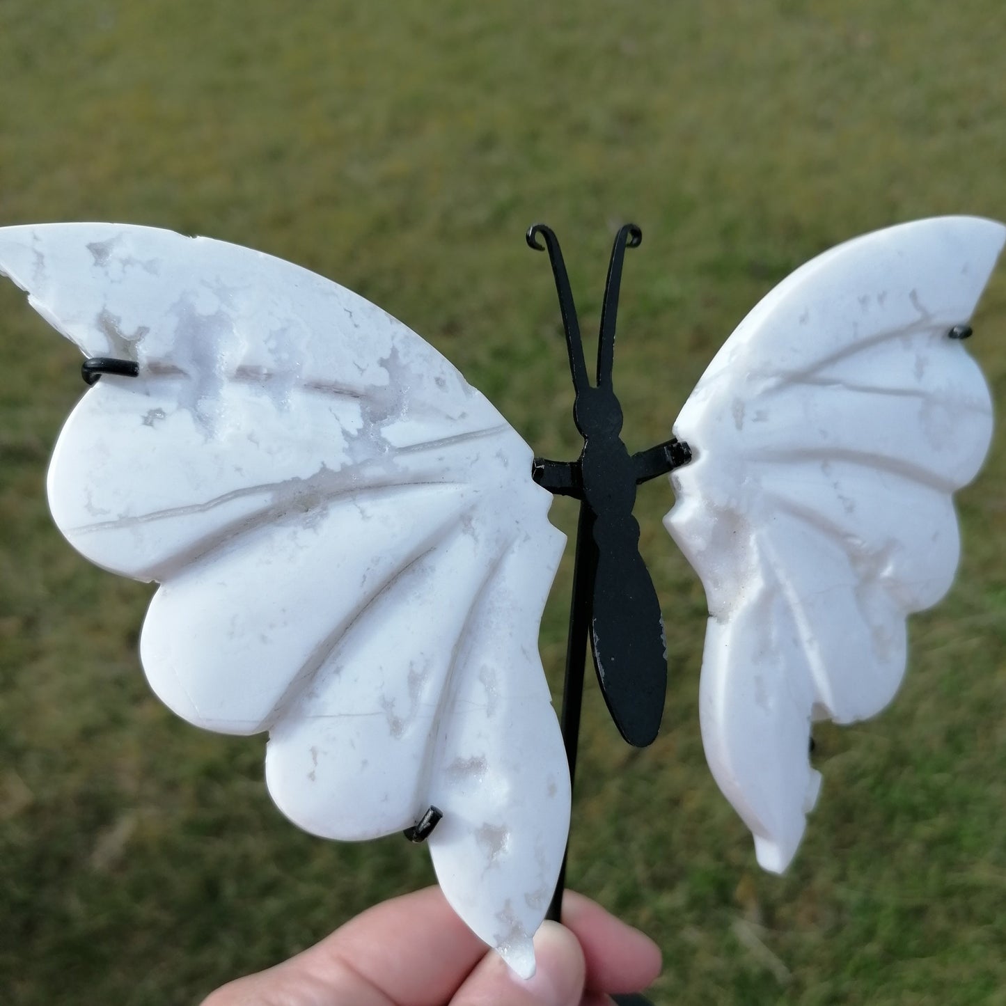 side view of the white plume agate butterfly wings