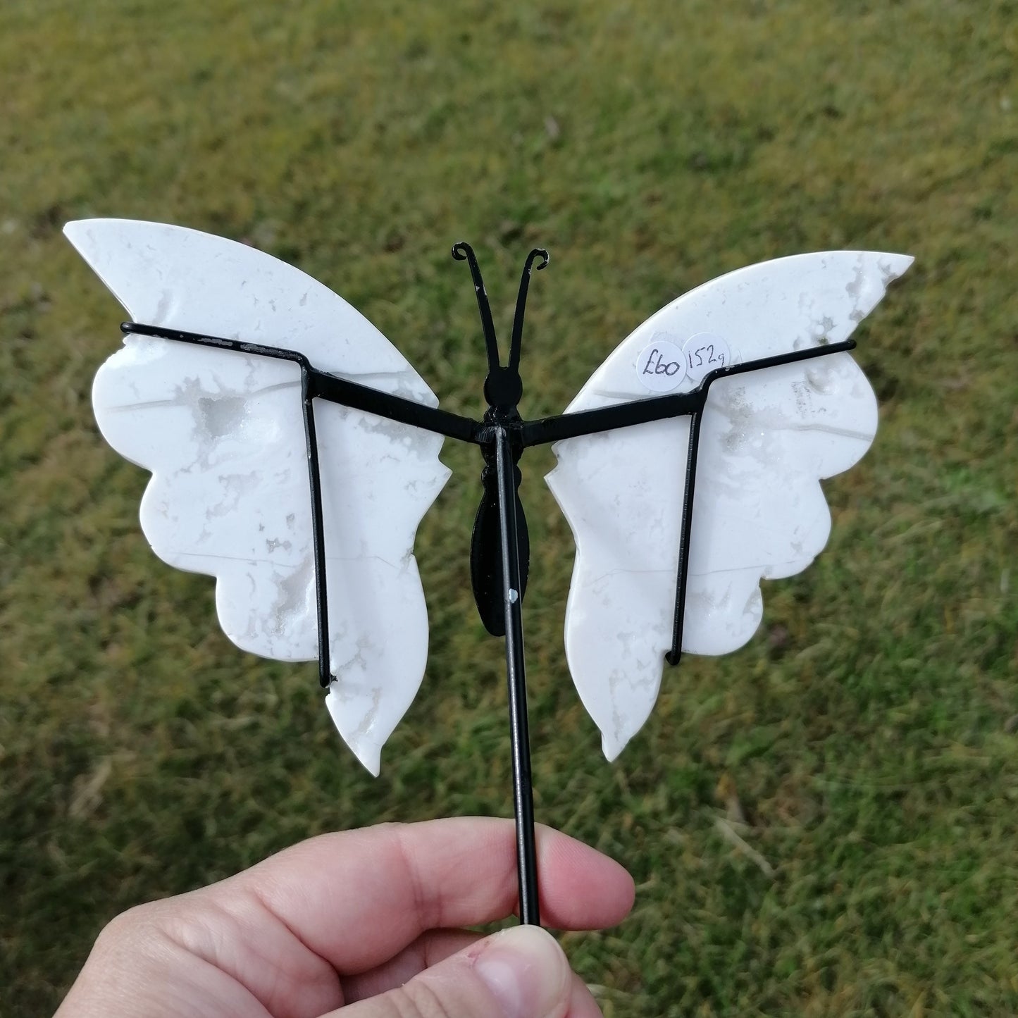 the back side of the white agate butterfly wings