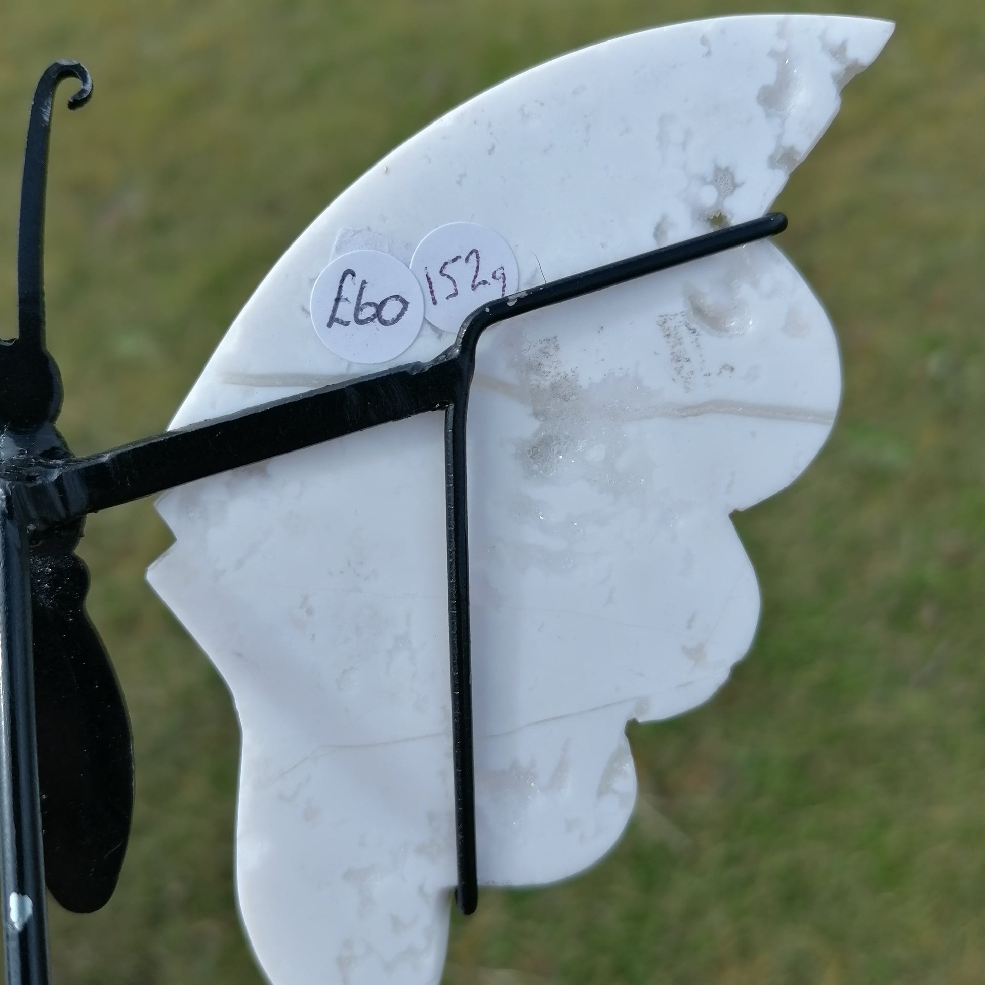 close up of the white agate wing