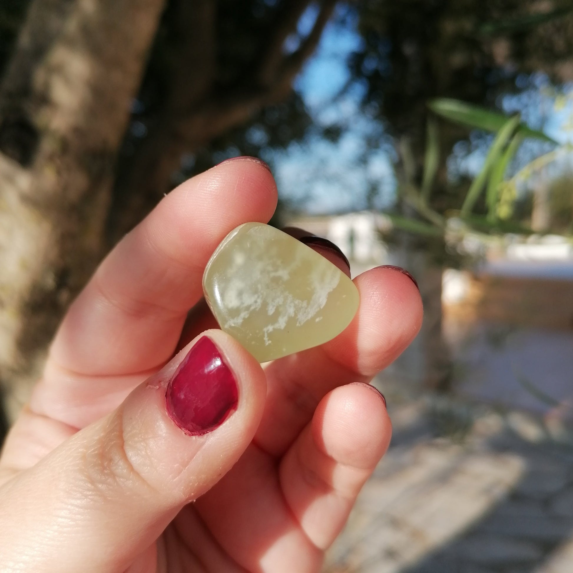 light green new jade tumble by an olive tree