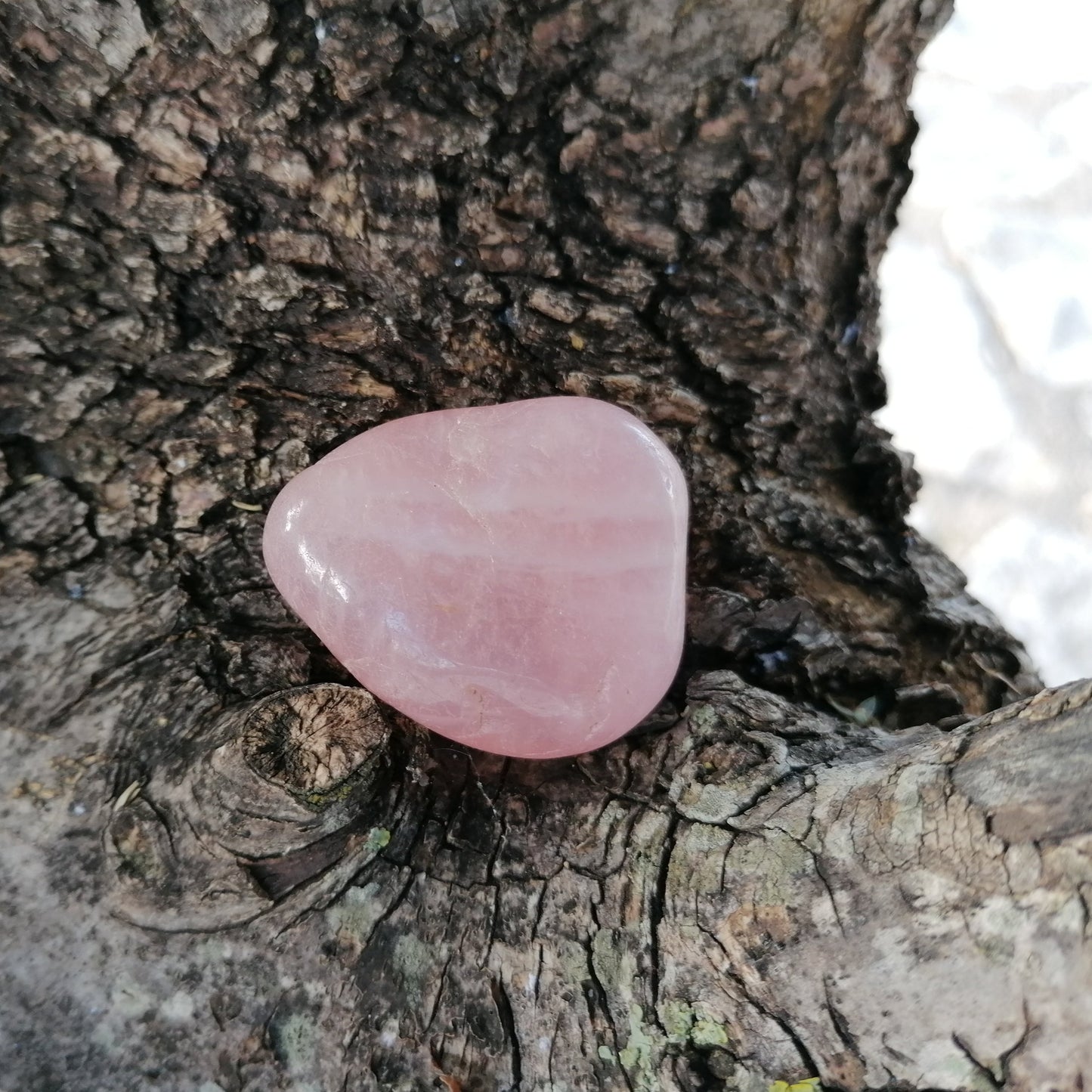 pink rose quartz crystal tumble on a tree