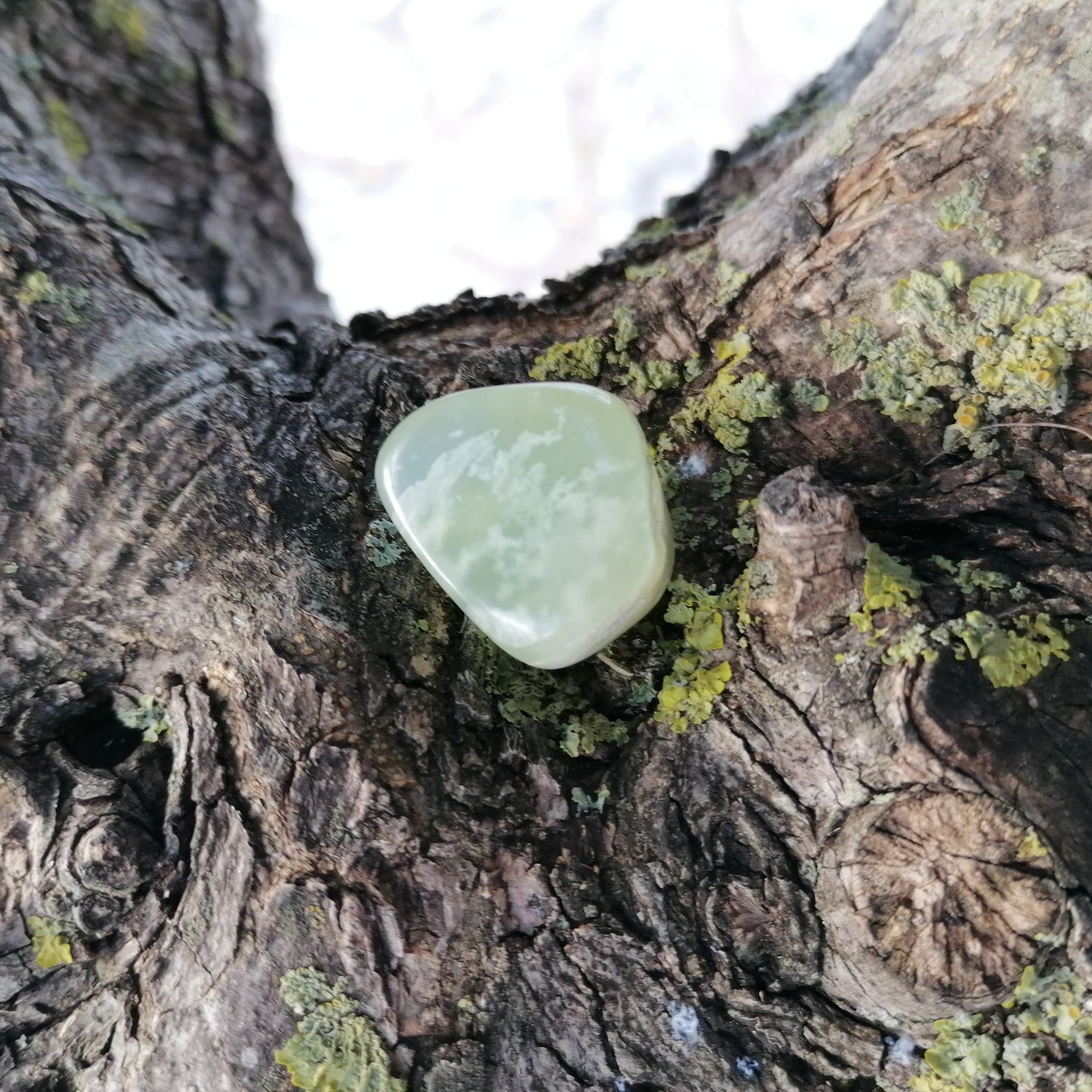 light green new jade tumble in a tree