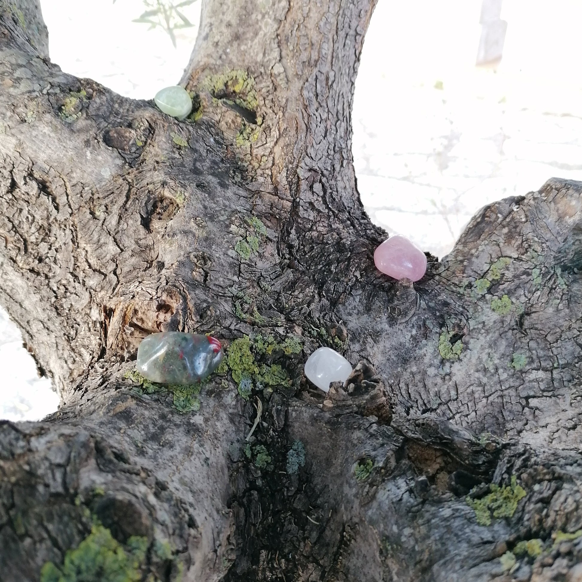 a selection of colourful tumbles sitting on a tree