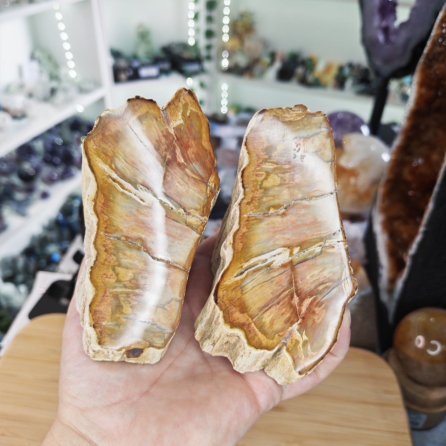 Petrified Wood Pair