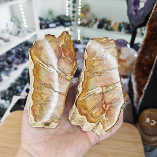 Petrified Wood Pair