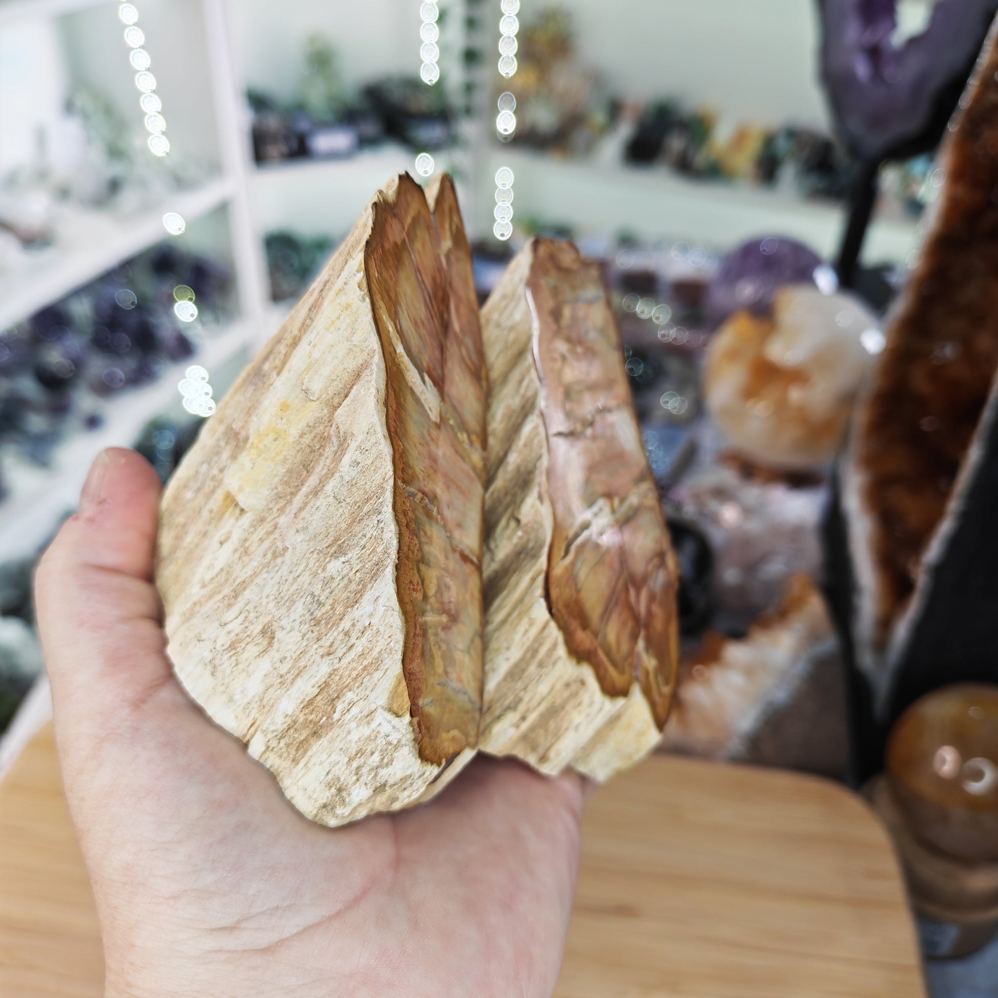 Petrified Wood Pair Side View