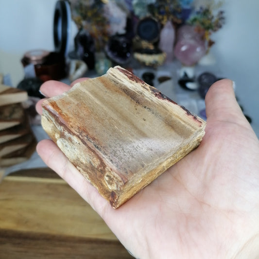 Petrified Wood Slice with Brown and burgundy banding