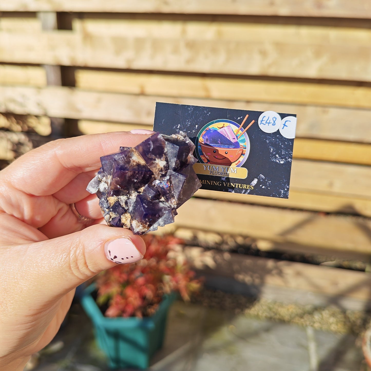 Yum Yum Fluorite Option F
