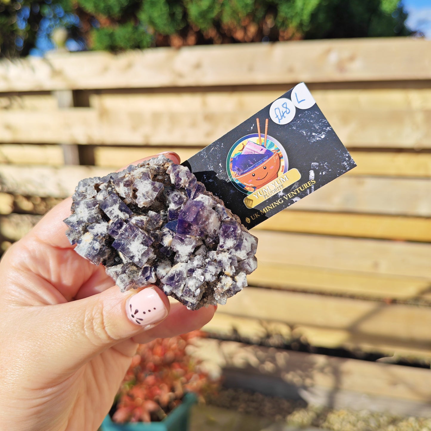 Yum Yum Fluorite Option L