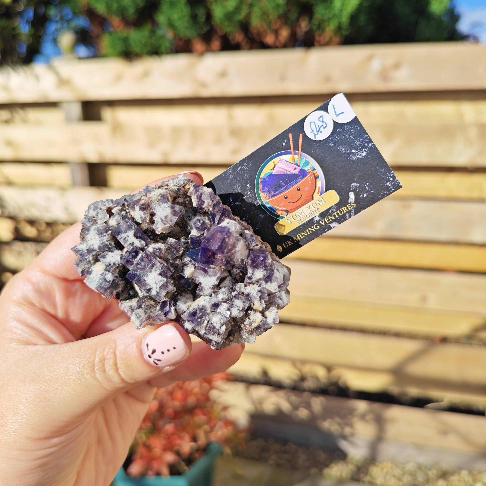 Yum Yum Fluorite Option L