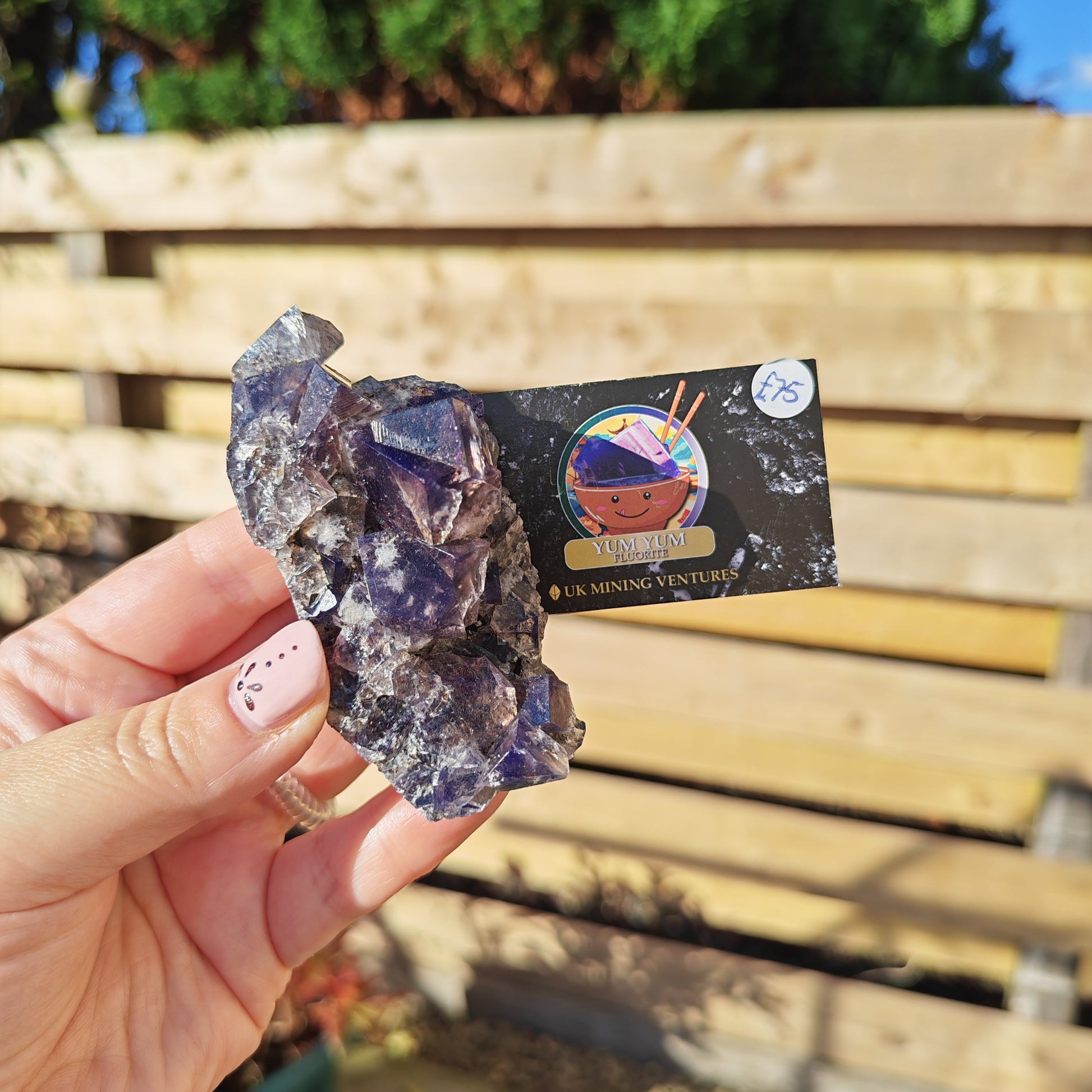 Yum Yum Fluorite Option S