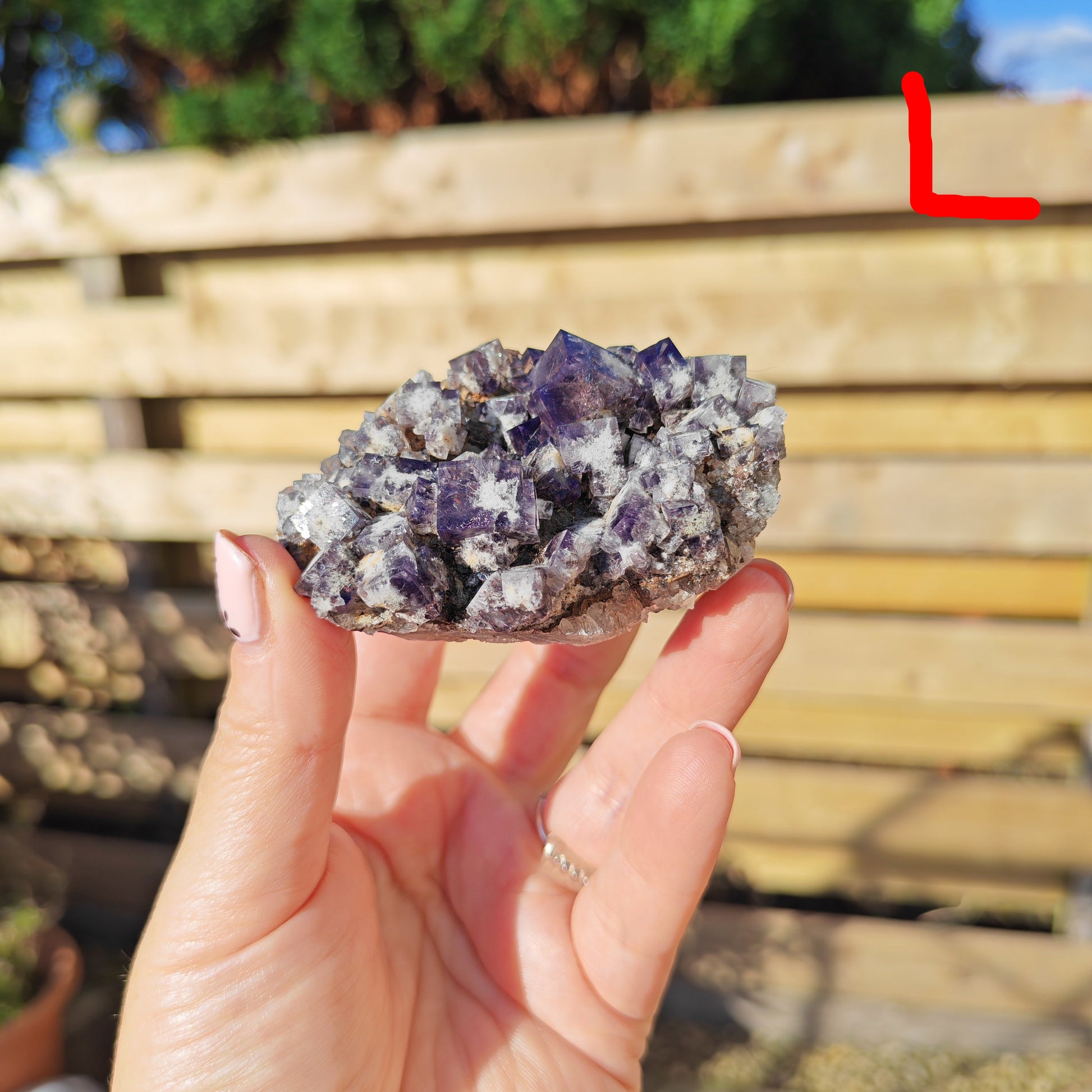 Yum Yum Pocket Fluorite Option L