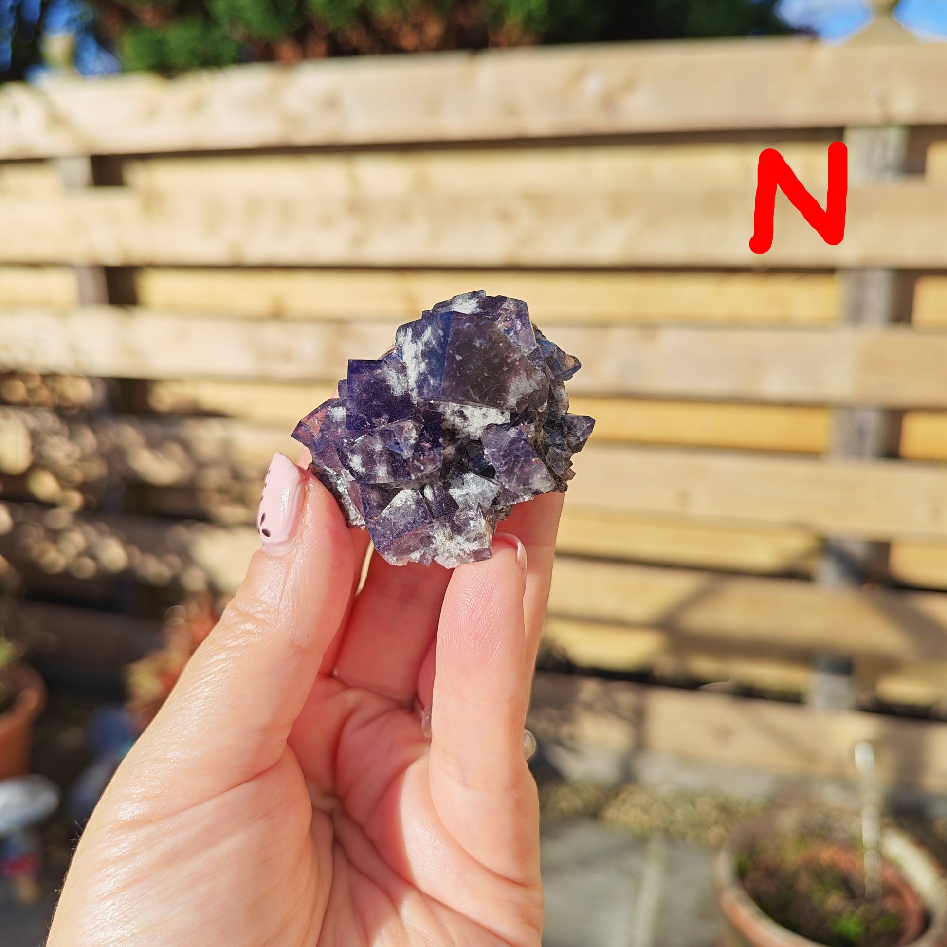 Yum Yum Pocket Fluorite Option N