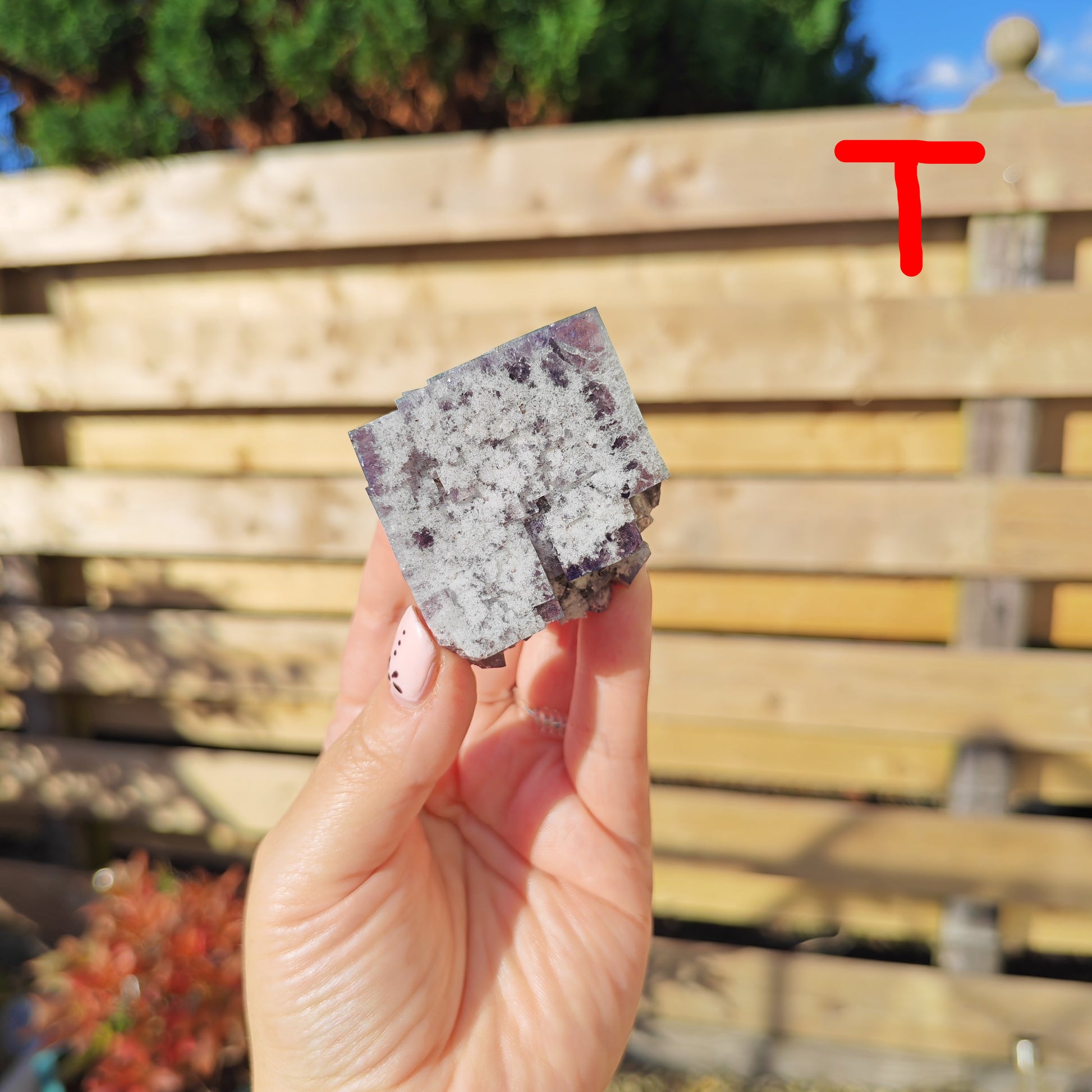 Yum Yum Pocket Fluorite Option T