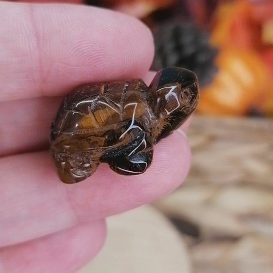 tigers eye turtle