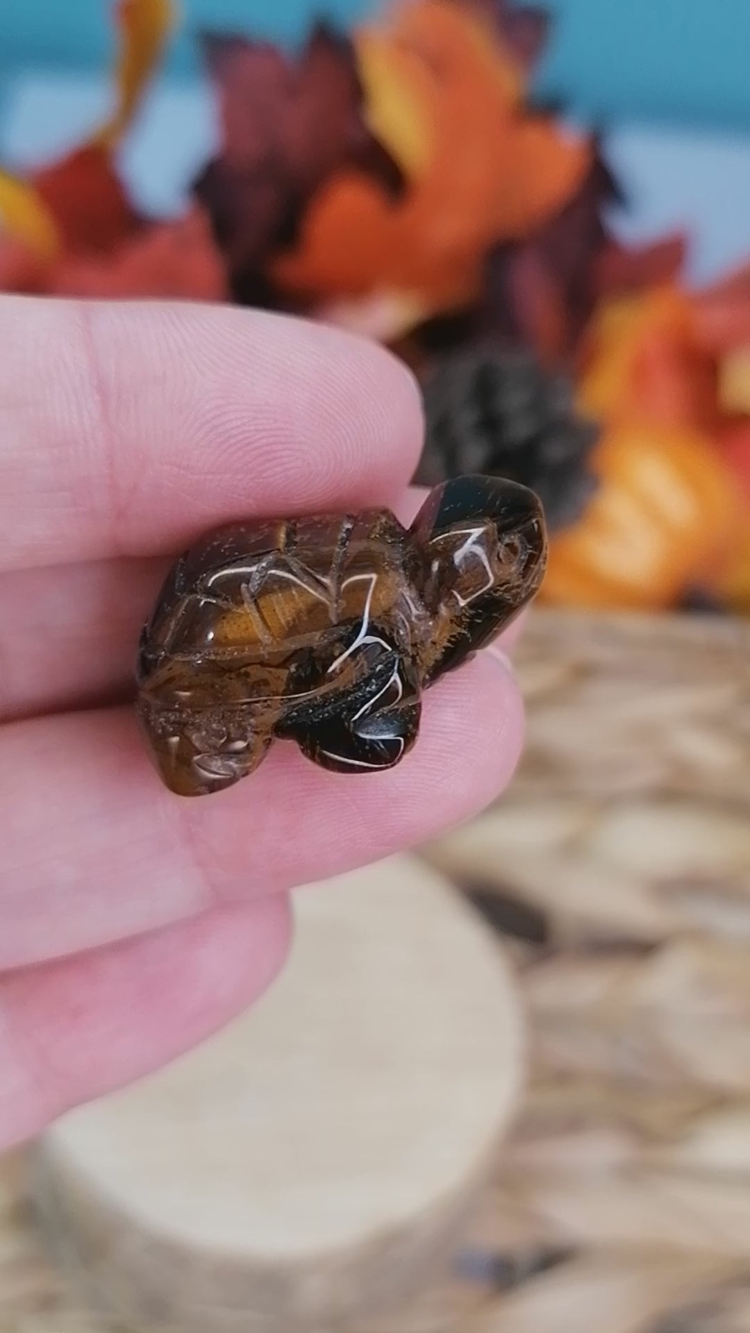 tigers eye turtle