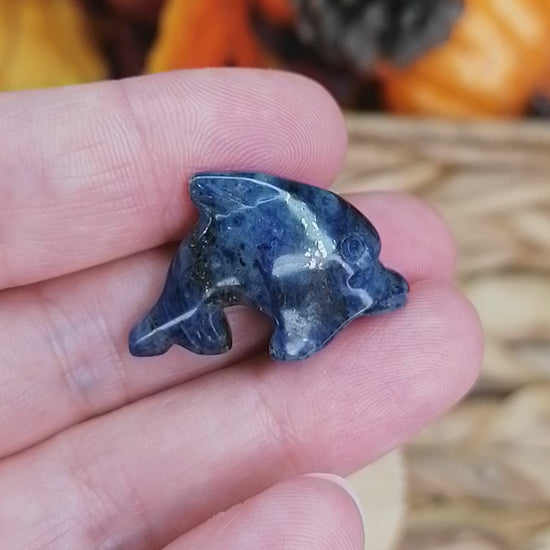 sodalite dolphin